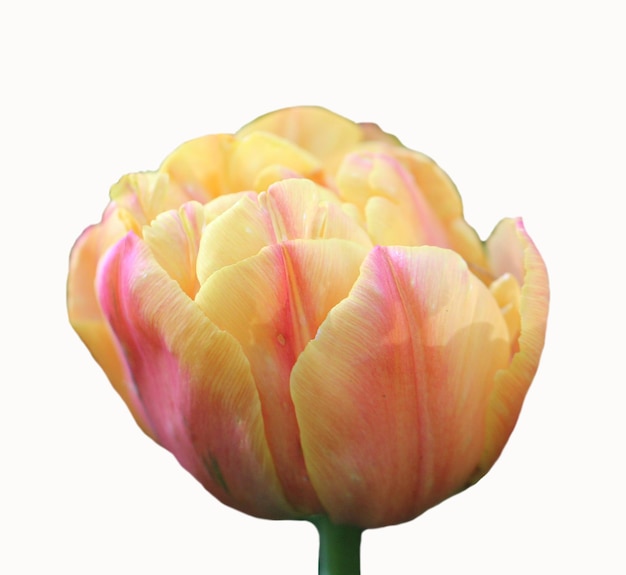 Tulipa rosa amarela suave isolada em branco