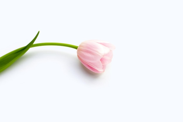 Foto tulipa rosa branca no fundo branco