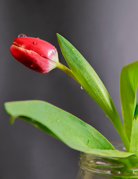 Tulipa rosa brilhante com gotas de água em um fundo cinza