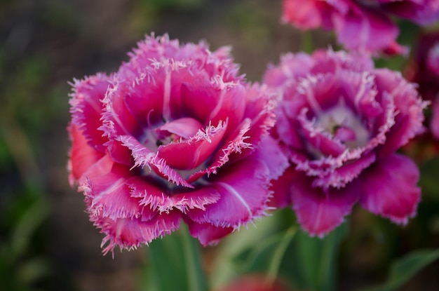 Tulipa rosa e branca Mascotte Tulipa mascote no canteiro de flores Tulipa com franjas Mascotte