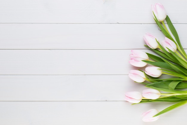 Foto tulipa rosa em fundo branco.