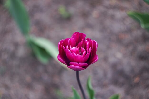 Tulipa rosa em um canteiro de flores close-up