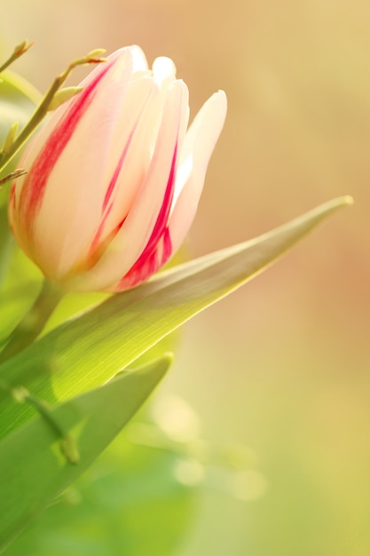 tulipa rosa na grama