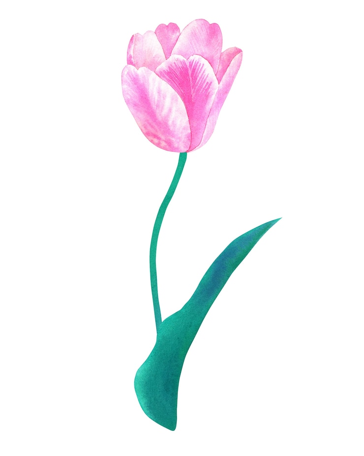 Foto tulipa rosa na haste com folha verde em tons pastel. mão-extraídas ilustração em aquarela. isolado.