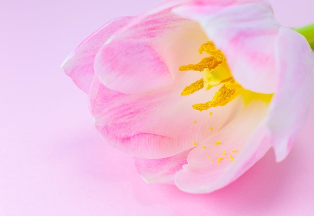 Tulipa rosa no fundo rosa Cartão postal de parabéns para o dia das mães ou dia internacional da mulher Minimalismo lindo papel de parede natural Flores da primavera