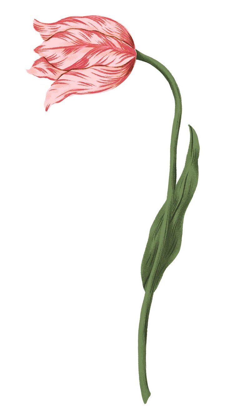 Foto tulipa rosa png flor doodle adesivo fundo transparente
