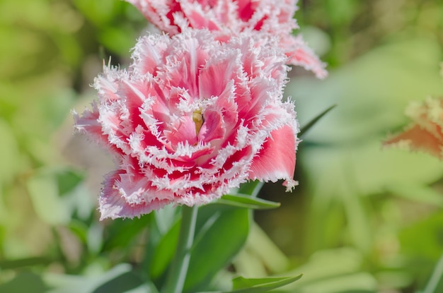 Tulipa rosa terry no canteiro de flores Linda tulipa com franjas terry Tulipas coloridas brilhantes com franjas de Queensland