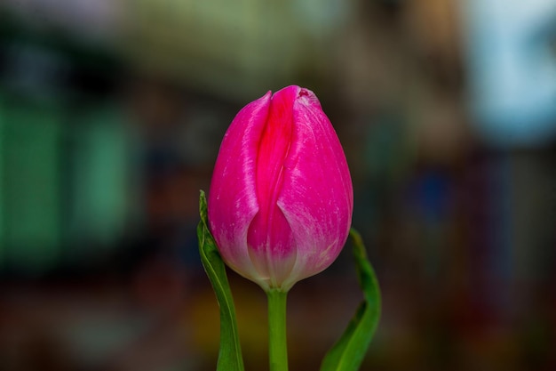 Tulipa rosa única