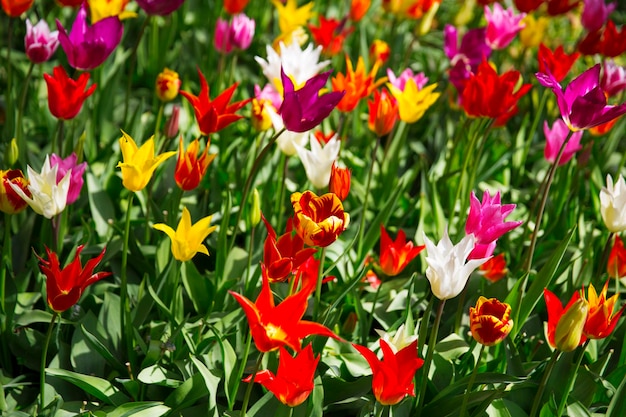 Tulipa rosa vermelha e laranja