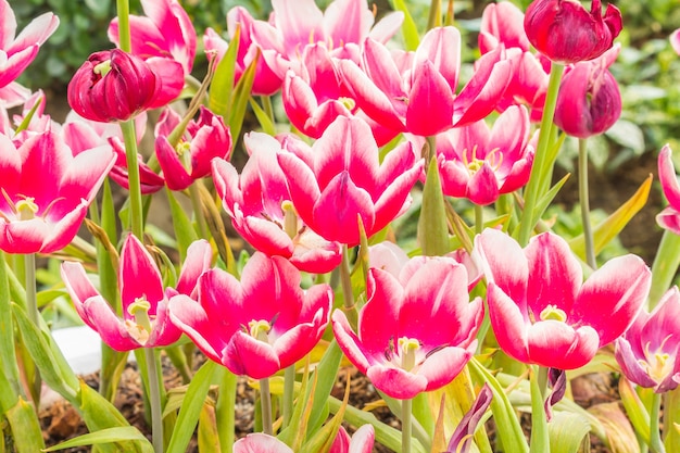 Tulipa rosa.