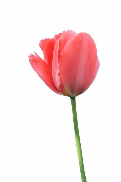 Tulipa rosa