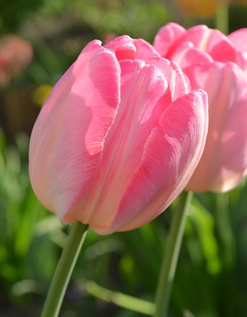 tulipa rosa