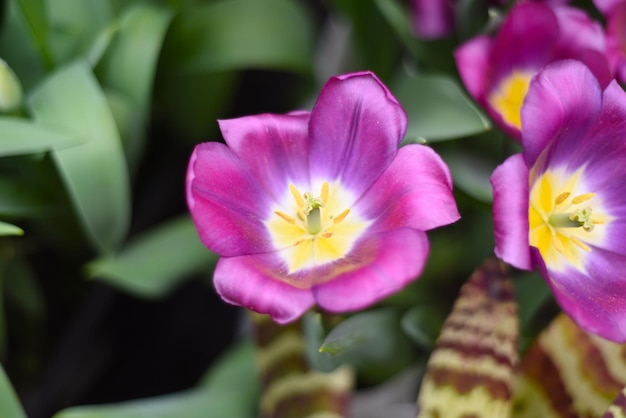 Tulipa roxa brilhante Galileu de perto