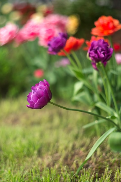 Tulipa roxa com haste curvada