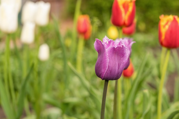 Tulipa roxa em um fundo de flores vermelhas e brancas