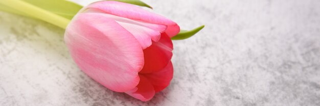 Foto tulipa são brilhantes, frescas, rosa em um plano de fundo cinza claro.