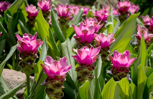 tulipa siam.