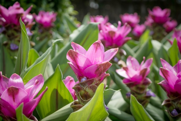 tulipa siam.