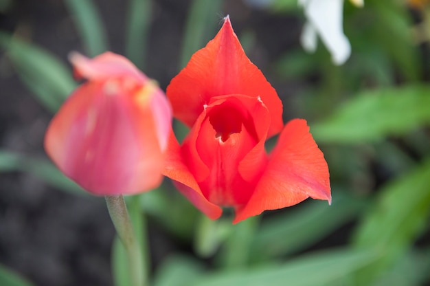 Tulipa surpreendente na vista macro