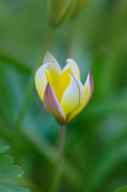 Tulipa Tarda crescendo no jardim Tulipa tarda flor Tulipa diminuta Tarda Tulipa diminuta Tarda