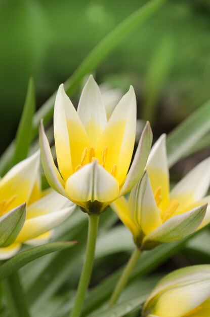 Tulipa Tarda, der im Garten wächst