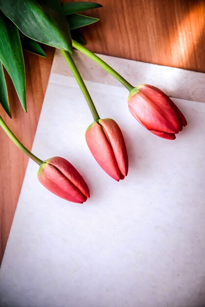 Tulipa três vermelha, deitado em um pedaço de papel