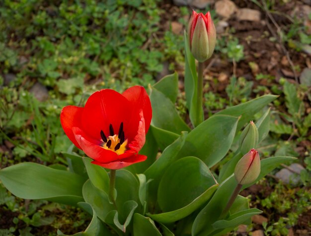 Tulipa Tulipa com botões e flores na Grécia