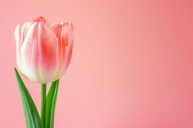 Tulipa única rosa pastel e branca com pétalas delicadas e folhas verdes vibrantes em um rosa suave