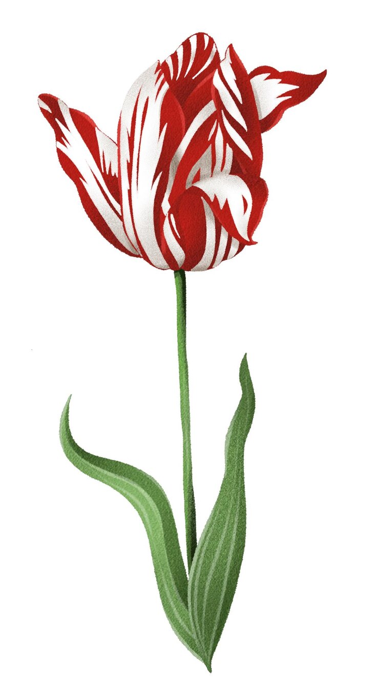 Foto tulipa varietal em aquarela desenhada à mão ideal para cartões postais e desenhos