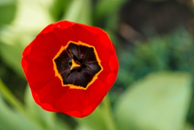 Tulipa vermelha aberta vívida em macro