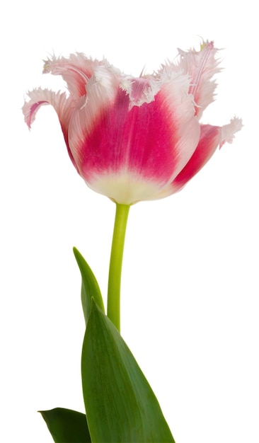 Tulipa vermelha branca