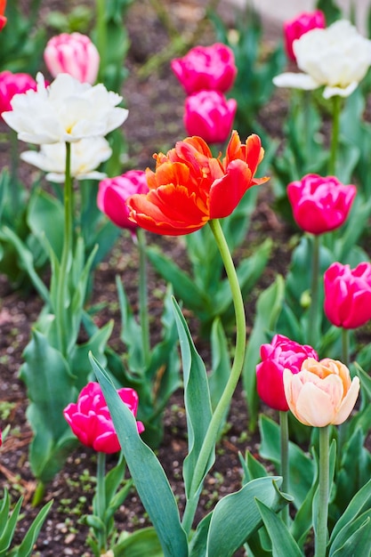 Tulipa vermelha com haste curvada cercada por uma variedade de tulipas de primavera