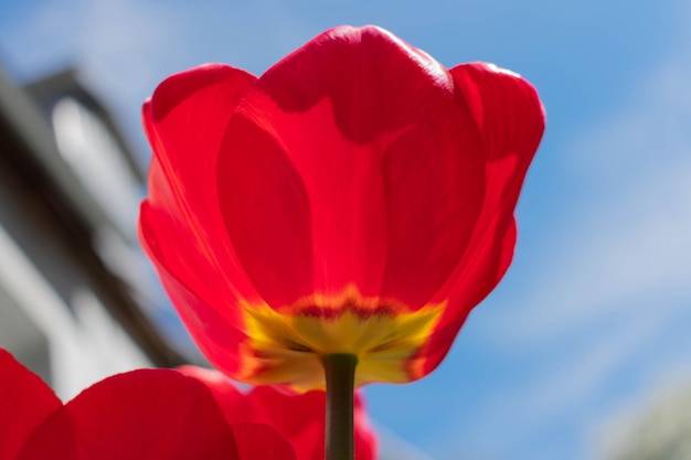 Tulipa vermelha contra o céu azul Closeup