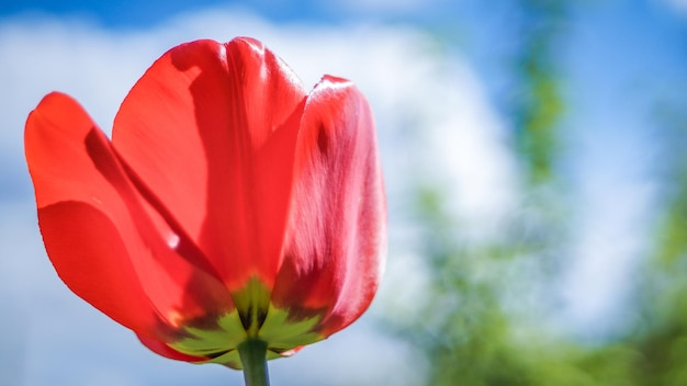 tulipa vermelha contra o céu azul