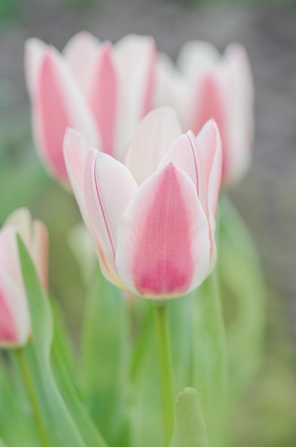 Tulipa vermelha de bordas largas com flores brancas Grandes em hastes curtas e resistentes Bela vista de tulipas coloridas