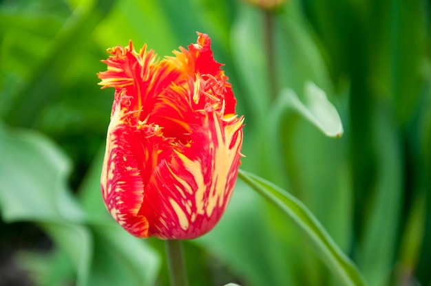 Foto tulipa vermelha e amarela