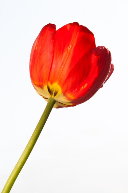 Foto tulipa vermelha em fundo branco closeup