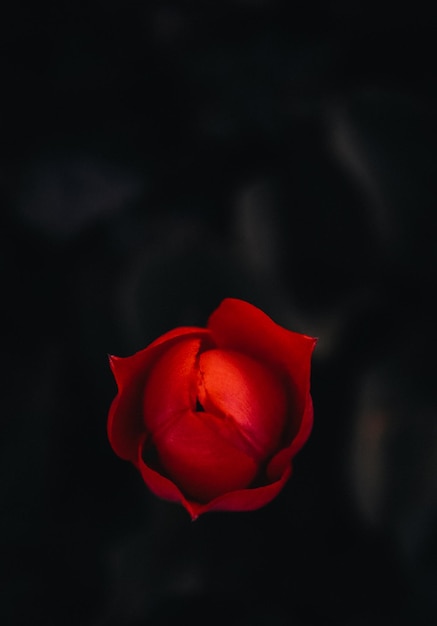 Foto tulipa vermelha em fundo preto