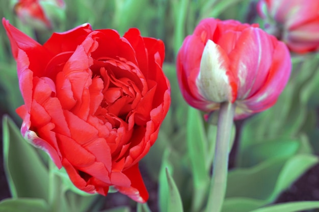 tulipa vermelha em um dia de primavera em um canteiro de flores.