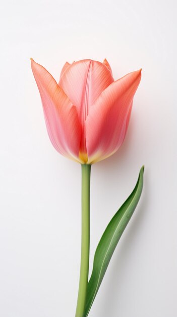 Tulipa vermelha isolada no branco