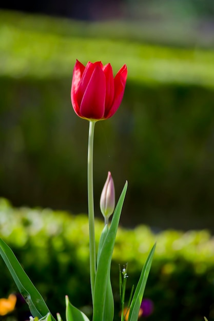 Tulipa vermelha linda