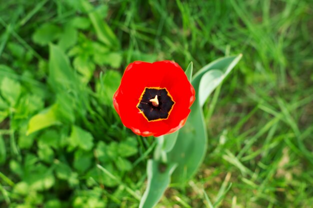 Tulipa vermelha na grama