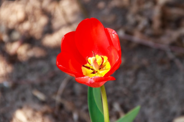 Tulipa vermelha no canteiro de flores no jardim