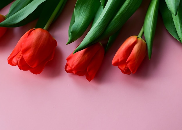 Tulipa vermelha no espaço de cópia de fundo rosa