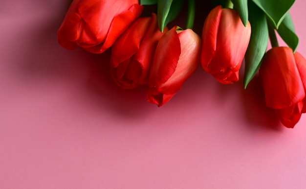 Tulipa vermelha no espaço de cópia de fundo rosa