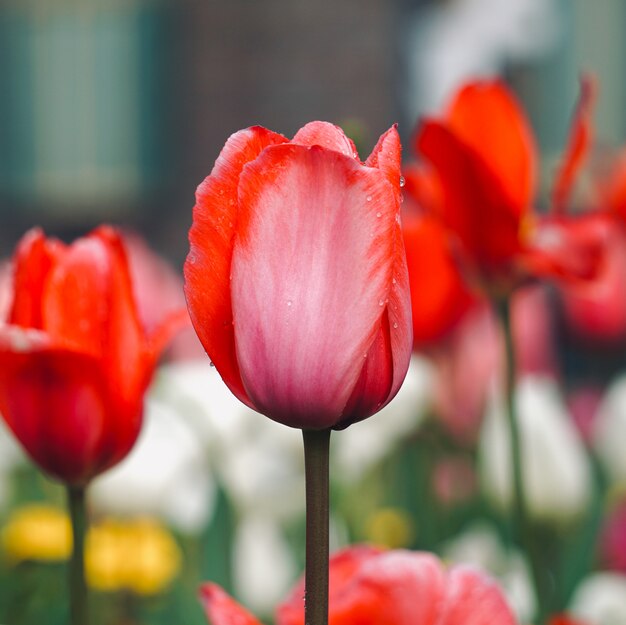 tulipa vermelha no jardim na primavera