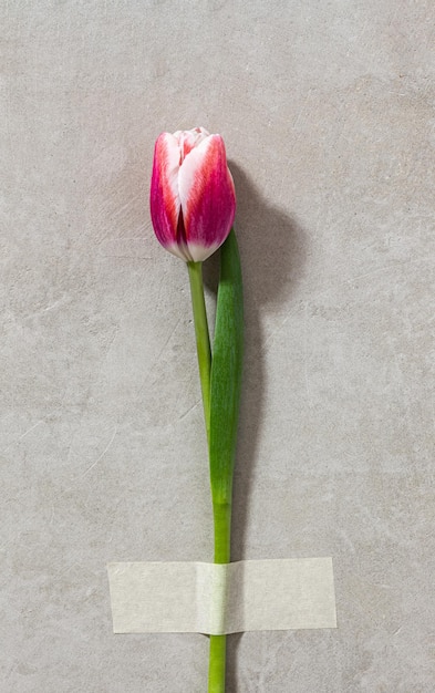 Tulipa vermelha selada com fita adesiva na parede de concreto