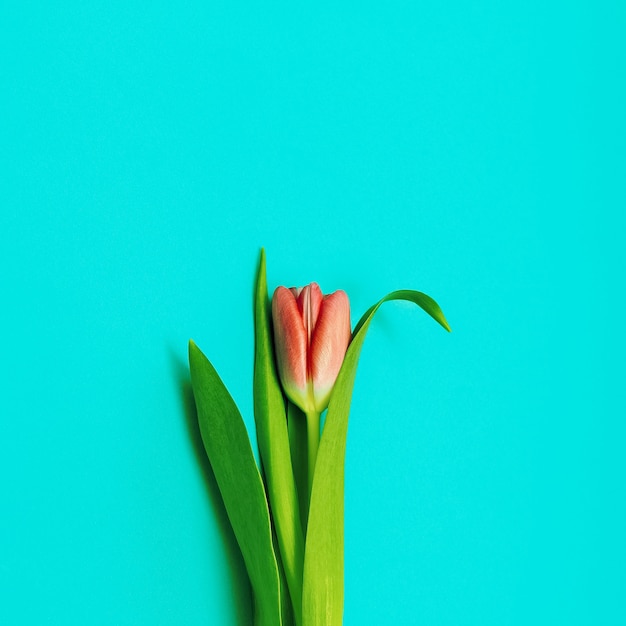 Tulipa vermelha sobre fundo azul. Foto de minimalismo