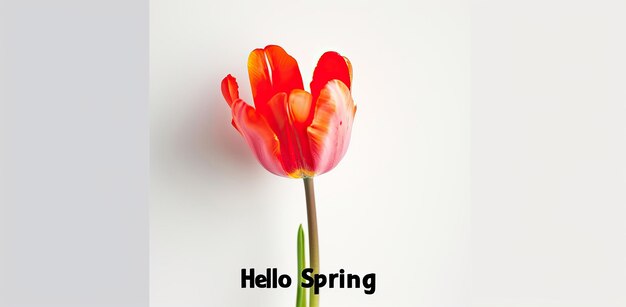 Tulipa vermelha sobre um fundo branco com o texto Hello Spring Natures wakeing concept