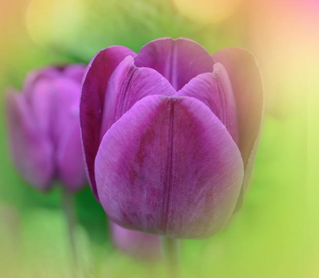 Tulipa violeta escura de perto Tulipas violetas vívidas